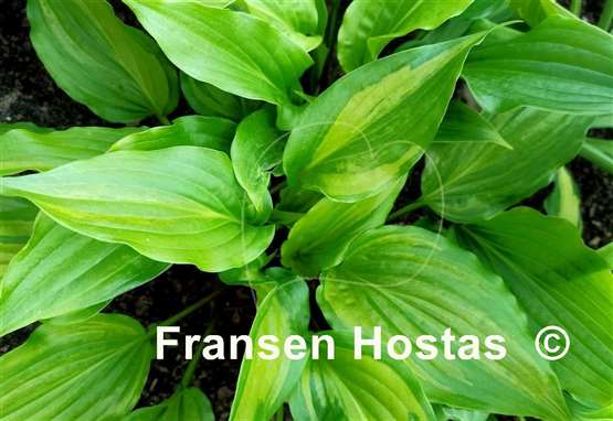 Hosta Crazy Spirit